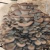 Blue Oyster Fresh (pickup only) - Image 6