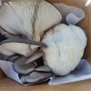 Blue Oyster Fresh (pickup only) - Image 3