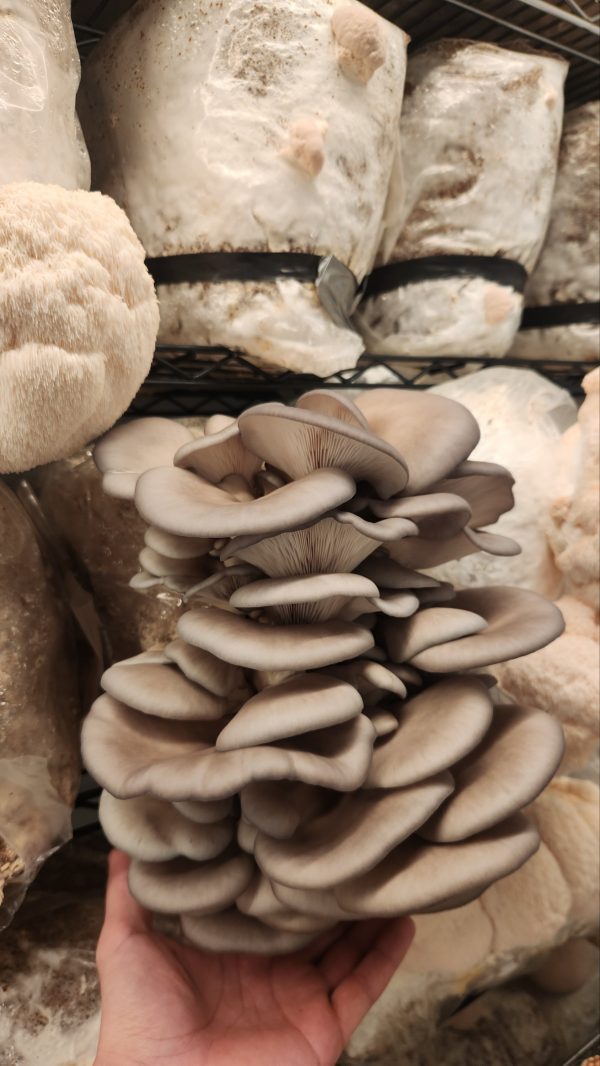 Blue Oyster Mushroom Grow Kit!(extra large) - Image 3