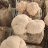 Lions Mane Grow Kit
(extra large) - Image 2