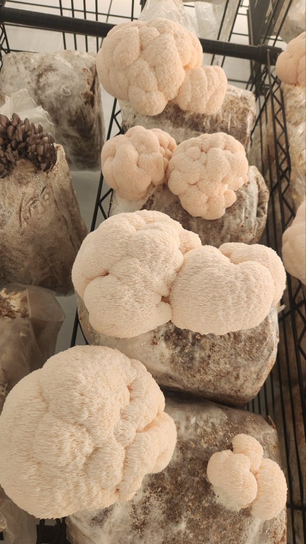 Lions Mane Grow Kit
(extra large) - Image 2