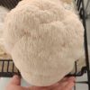 Lions Mane Grow Kit
(extra large)