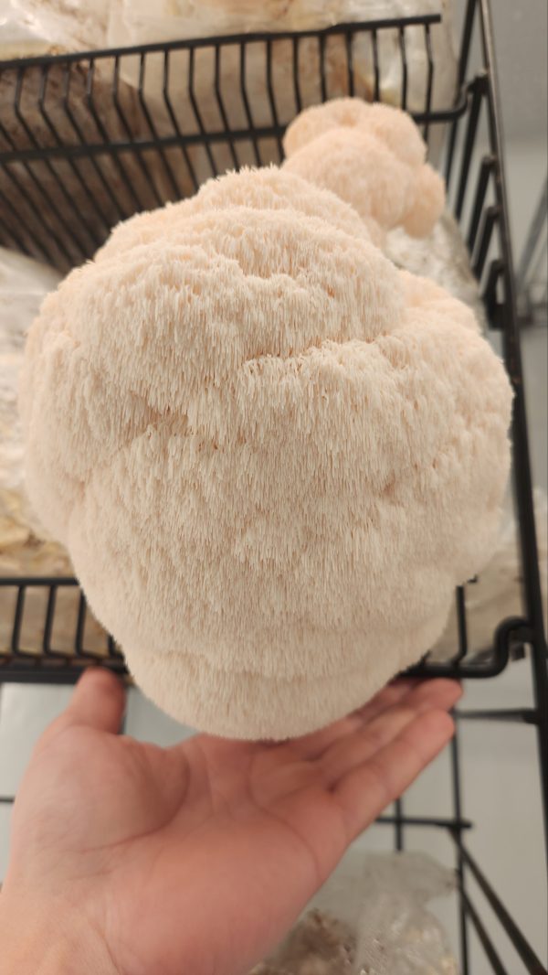 Lions Mane Grow Kit
(extra large)