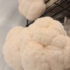 Lions Mane Grow Kit
(extra large) - Image 3