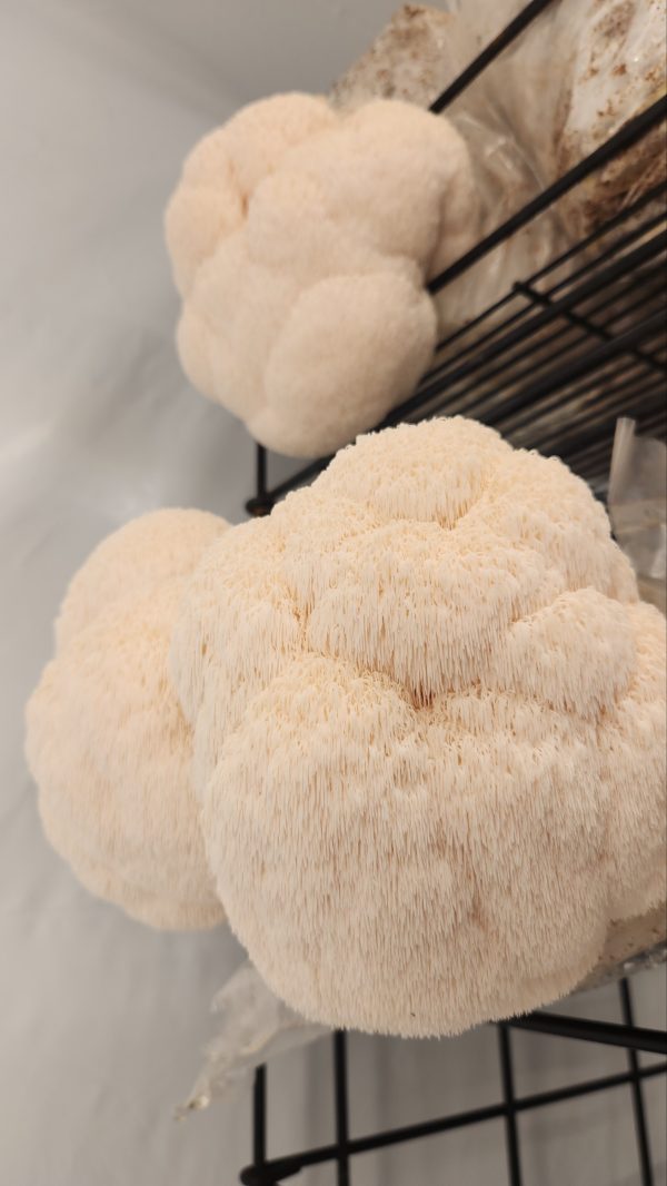 Lions Mane Grow Kit
(extra large) - Image 3