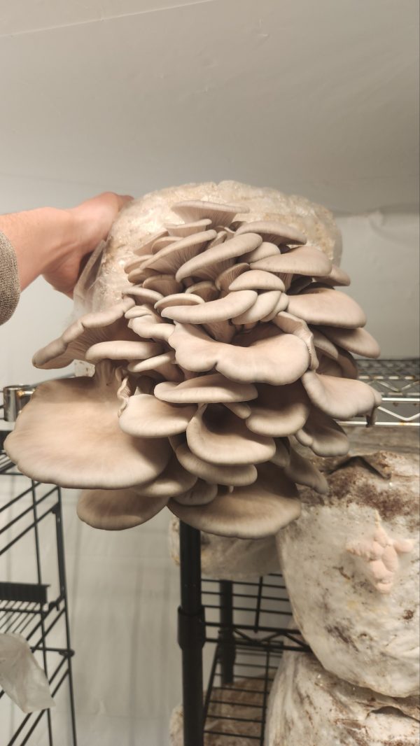 Blue Oyster Mushroom Grow Kit!(extra large) - Image 4