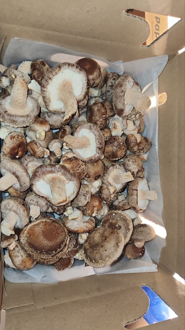 Shiitake Mushrooms Fresh (pickup only) - Image 2