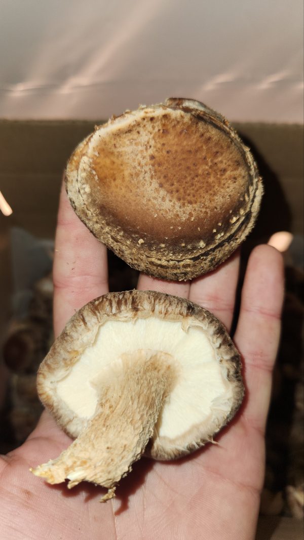 Shiitake Mushrooms Fresh (pickup only)