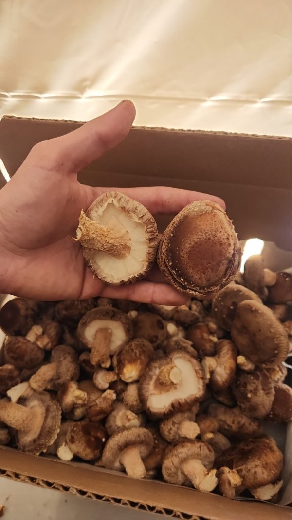 Shiitake Mushrooms Fresh (pickup only) - Image 3