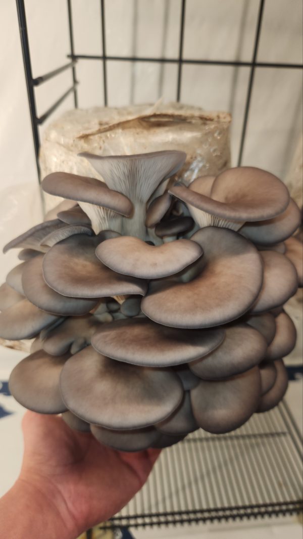 Blue Oyster Mushroom Grow Kit!(extra large) - Image 2