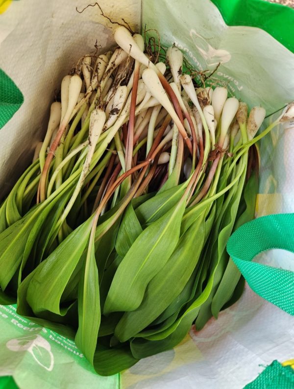 Wild Leeks/Ramps FRESH (pickup only) (CURRENTLY UNAVAILABLE) untill may 2025 - Image 2