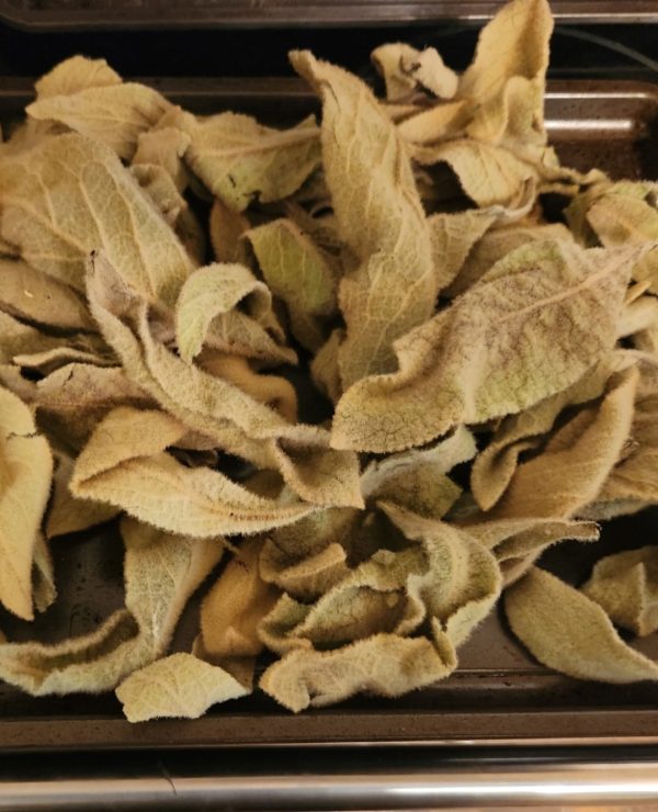 Mullein Dried - Image 2