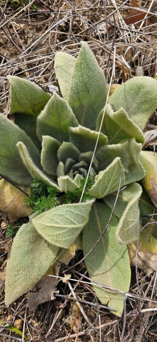 Mullein Dried