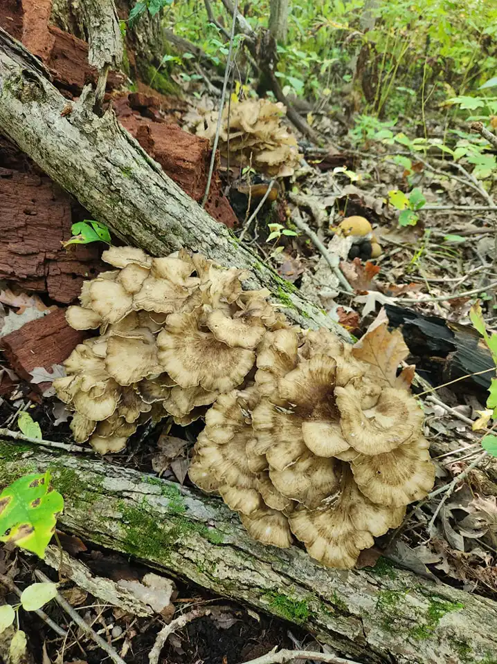 Muskoka Mushroom Store Wild Mushrooms