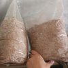 Mushroom grow bags 10pk - Image 2