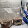 Mushroom grow bags 10pk - Image 3