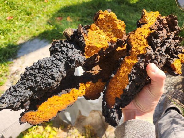 Chaga Dried