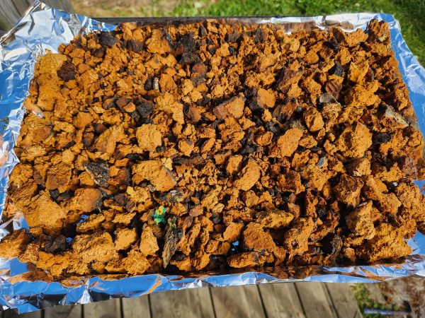 Chaga Dried - Image 2