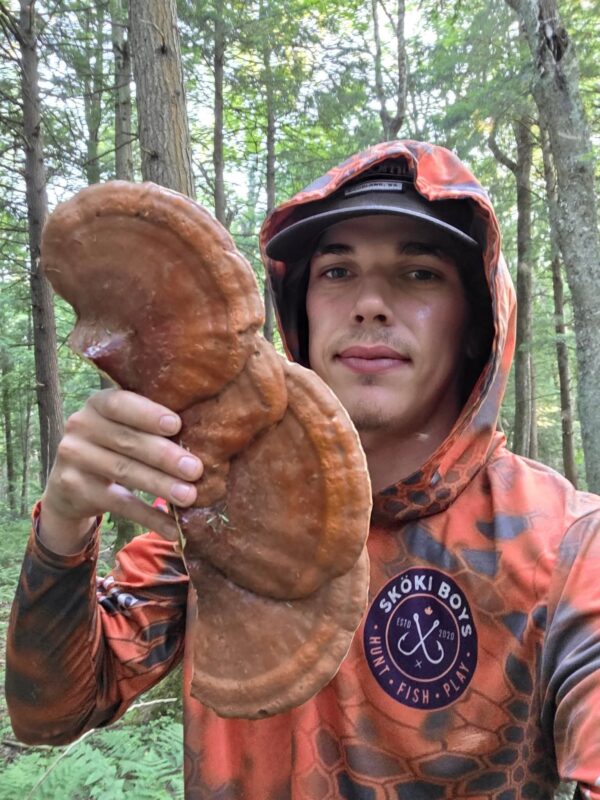 Dried Whole Wild Reishi - Image 2