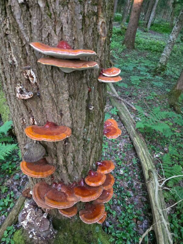 Dried Whole Wild Reishi - Image 3