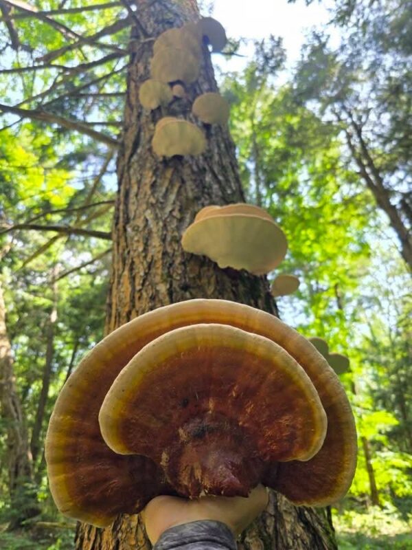 Dried Whole Wild Reishi