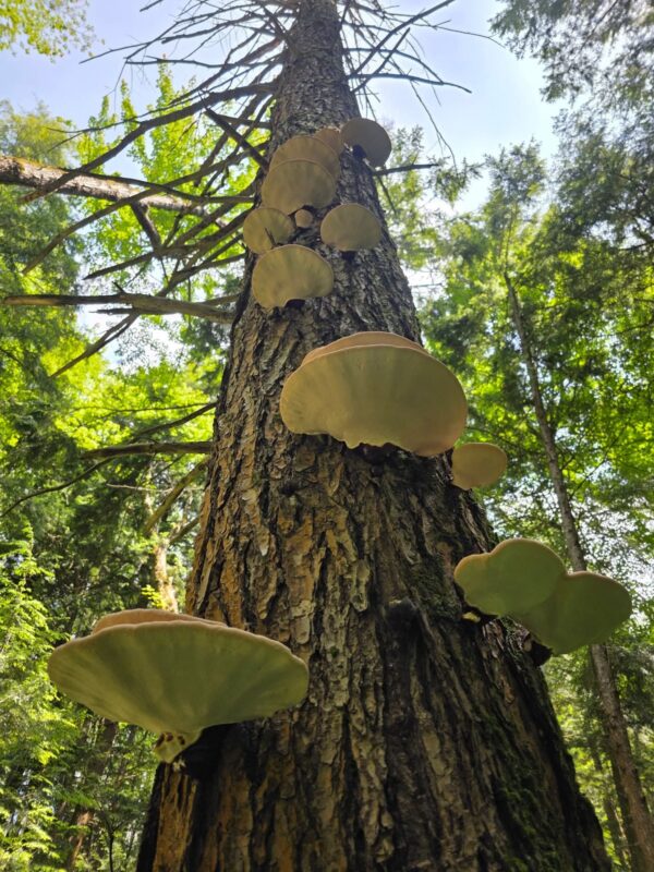 Dried Whole Wild Reishi - Image 4