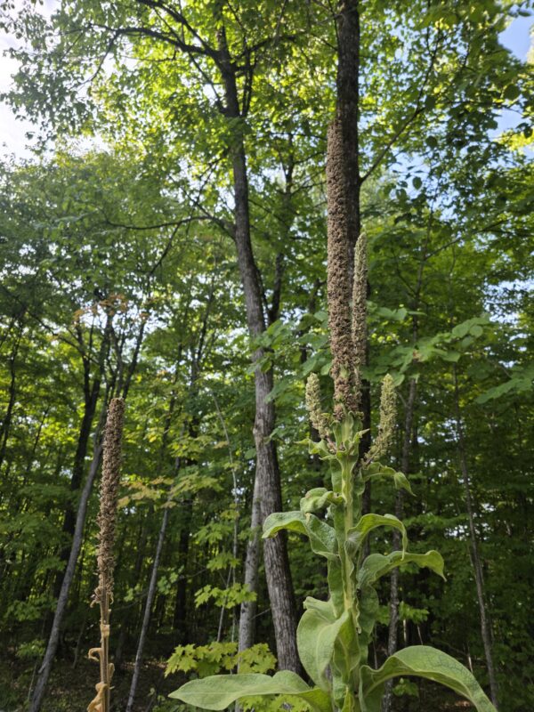 Great Mullein Seeds (Approx 6000) free shipping! - Image 2