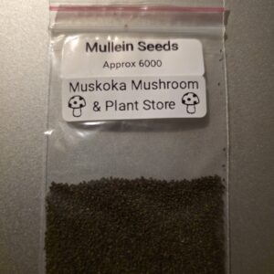 Great Mullein Seeds (Approx 6000) free shipping!