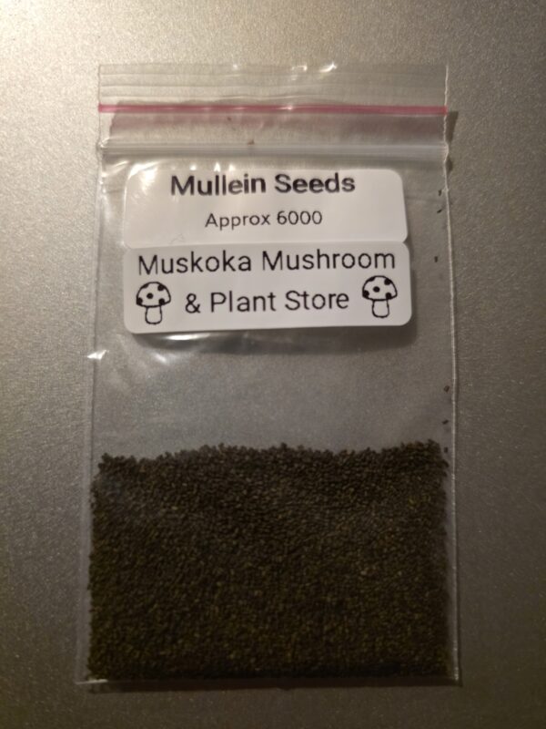 Great Mullein Seeds (Approx 6000) free shipping!